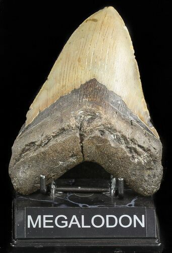 Megalodon Tooth - North Carolina #47424